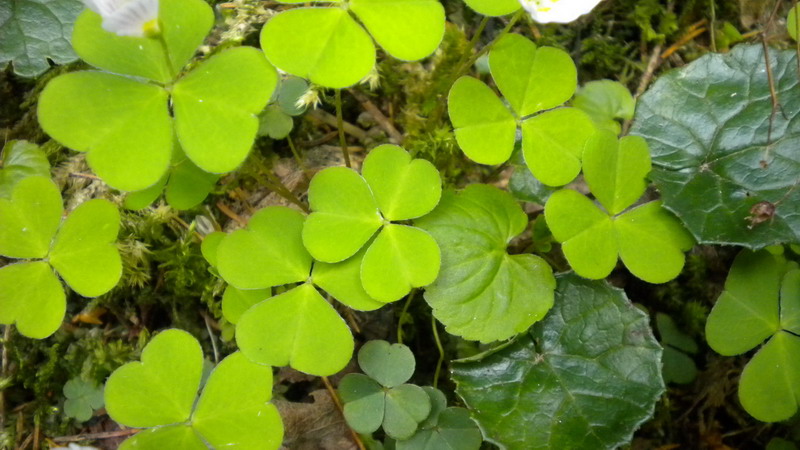 Oxalidacea - Oxalis acetosella